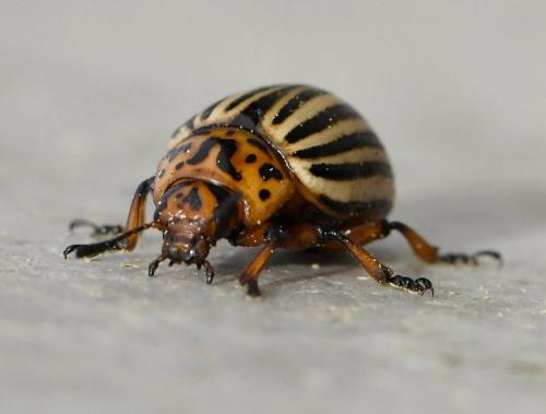 Réf. 228 174 : Leptinotarsa decemlineata